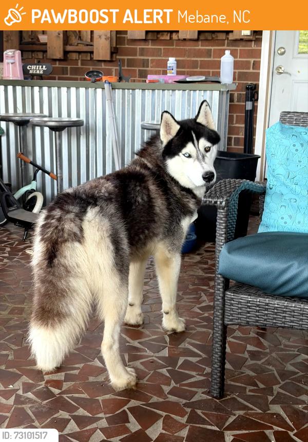 Found/Stray Male Dog last seen Eastern alamance high school, Mebane, NC 27302