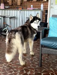 Found/Stray Male Dog last seen Eastern alamance high school, Mebane, NC 27302