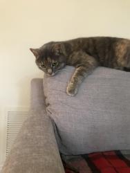 Lost Female Cat last seen Alisal/Pine street, Solvang, CA 93463