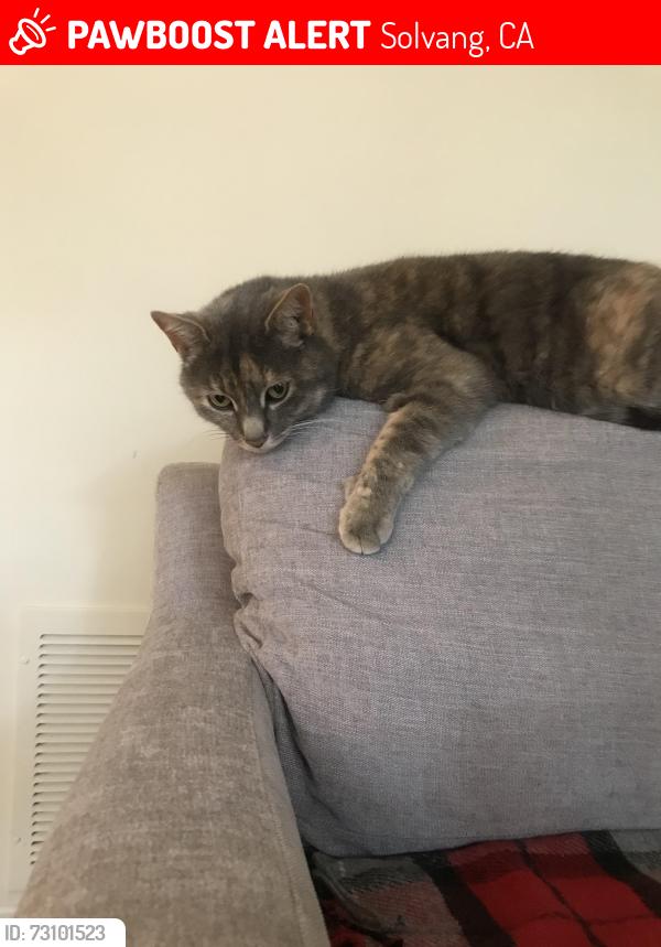 Lost Female Cat last seen Alisal/Pine street, Solvang, CA 93463