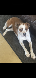 Reunited Female Dog last seen Northglenn high school, Northglenn, CO 80260