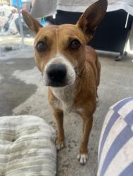 Reunited Male Dog last seen Alondra and Lakewood, Bellflower, CA 90706