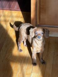 Lost Female Dog last seen Beach Channel Drive & Beach 41St. , Queens, NY 11691