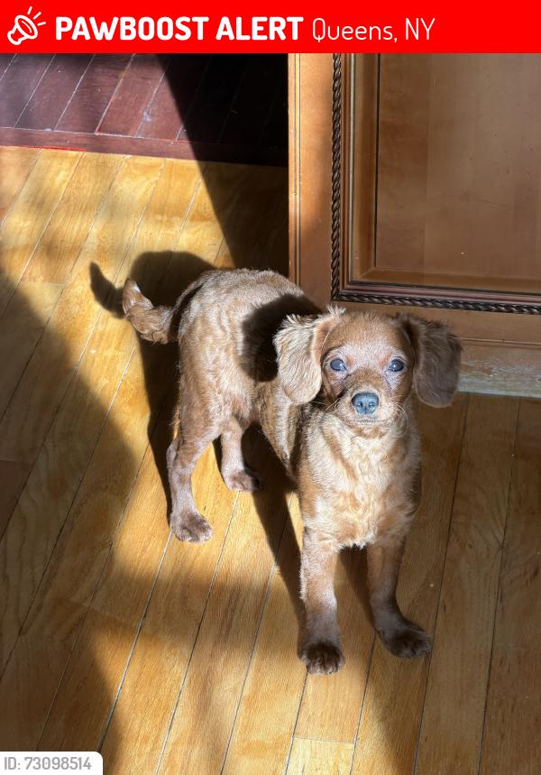 Lost Female Dog last seen Beach Channel Drive & Beach 41St. , Queens, NY 11691