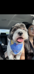 Reunited Male Dog last seen Milford elementary on Windy Hill and Austell rd, Marietta, GA 30060