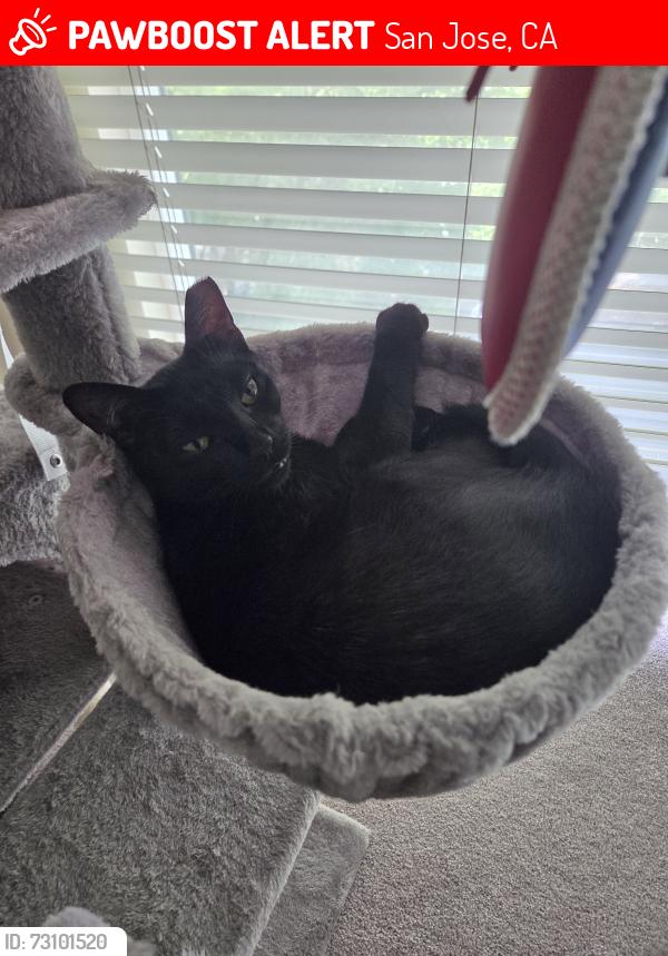 Lost Female Cat last seen Near stockton ave, San Jose, CA 95126