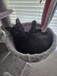 Lost Female Cat last seen Near stockton ave, San Jose, CA 95126