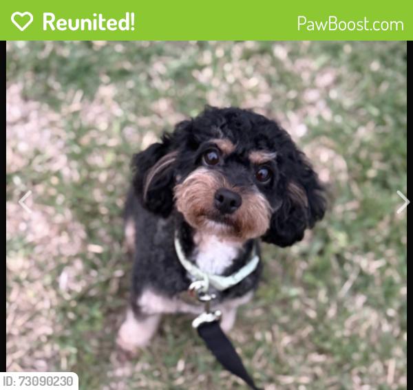 Reunited Female Dog last seen Hwy 182 Sunset, LA 70584, Sunset, LA 70584
