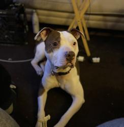 Reunited Male Dog last seen 38th Street and Montadon Ln, Kansas City, KS 66104