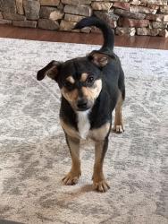 Found/Stray Male Dog last seen Monument Road, Talking Rock, GA 30175