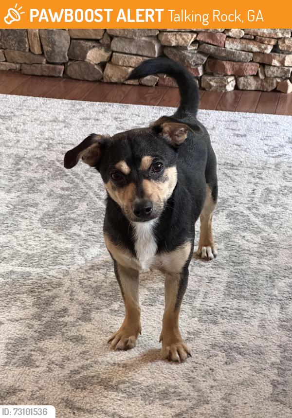 Found/Stray Male Dog last seen Monument Road, Talking Rock, GA 30175
