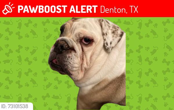 Lost Female Dog last seen Maple and Locust, Denton, TX 76201