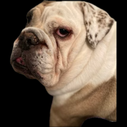 Lost Female Dog last seen Maple and Locust, Denton, TX 76201