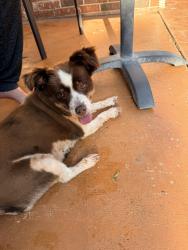 Found/Stray Female Dog last seen Oakridge Dr. & Tambos Trl, Edmond, OK 73034