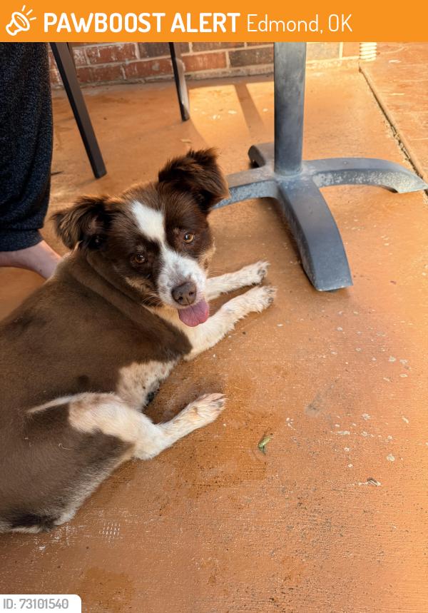 Found/Stray Female Dog last seen Oakridge Dr. & Tambos Trl, Edmond, OK 73034