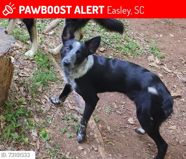 Lost Male Dog last seen Slickum road, Easley, SC 29640