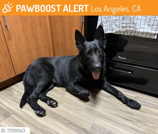 Found/Stray Male Dog last seen Unknown, Los Angeles, CA 91342