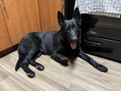 Found/Stray Male Dog last seen Unknown, Los Angeles, CA 91342