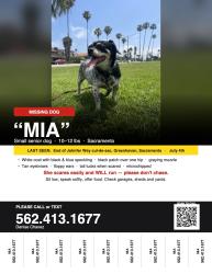 Lost Female Dog last seen Johnfer way cul-de-sac, Greenhaven Sacremento, Sacramento, CA 95831