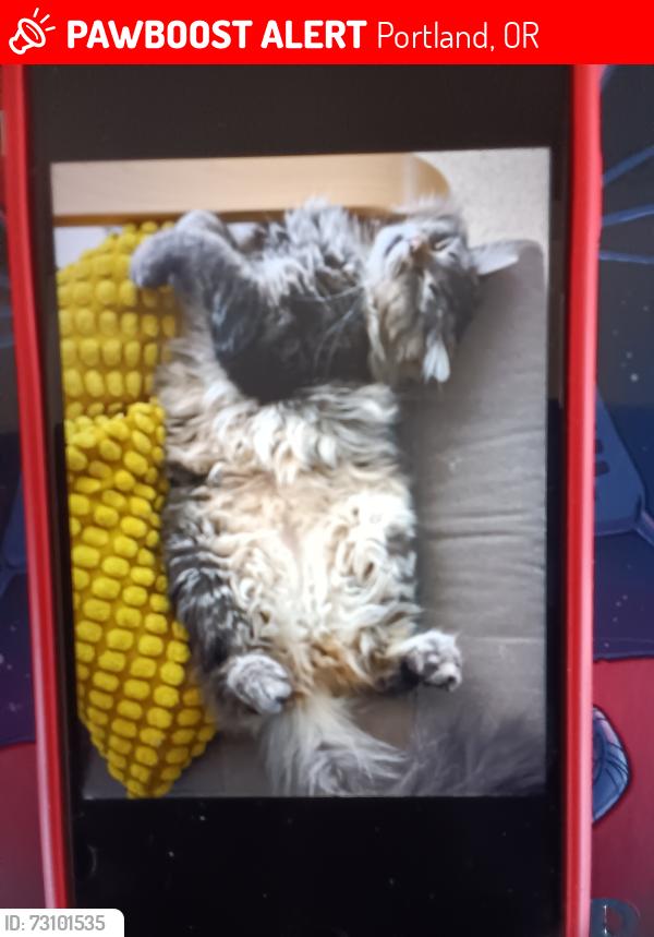Lost Male Cat last seen NE Hancock St & NE 51st Ave, Portland, OR 97213