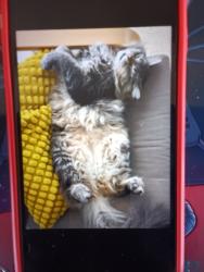 Lost Male Cat last seen NE Hancock St & NE 51st Ave, Portland, OR 97213