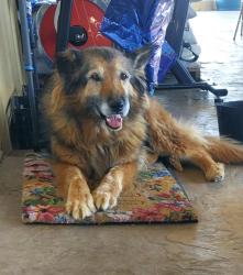 Reunited Female Dog last seen 40th St East & T8 in East side Palmdale, Palmdale, CA 93550