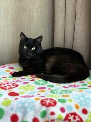 Lost Female Cat last seen Amesti, Watsonville, CA 95076