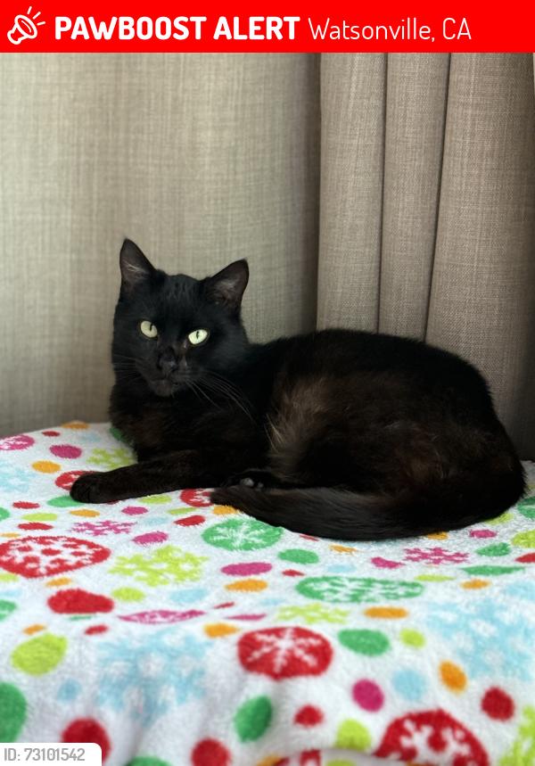 Lost Female Cat last seen Amesti, Watsonville, CA 95076