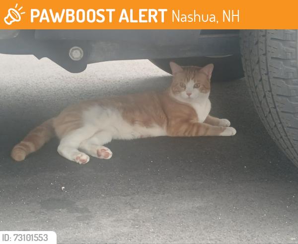 Found/Stray Unknown Cat last seen Near Dalton and Cheshire, Nashua, NH 03060
