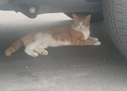 Found/Stray Unknown Cat last seen Near Dalton and Cheshire, Nashua, NH 03060