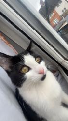 Reunited Female Cat last seen Leisure Centre, Braunstone Town, England 