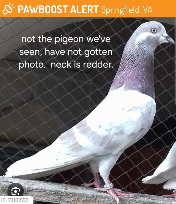 Found/Stray Unknown Bird last seen Grayson and Floyd, Springfield, VA 22150