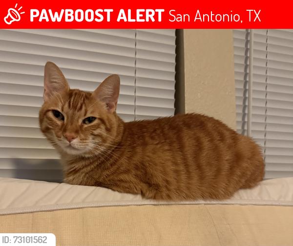 Lost Male Cat last seen Plains Way and Potter circle, San Antonio, TX 78253
