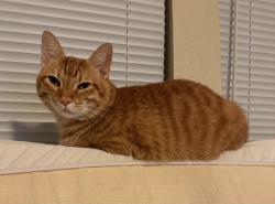Lost Male Cat last seen Plains Way and Potter circle, San Antonio, TX 78253