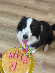 Reunited Female Dog last seen Walmart, San Antonio, TX 78252