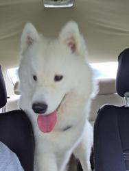 Reunited Female Dog last seen Hertzog dr, Leola, PA 17540