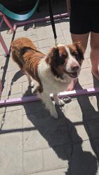 Found/Stray Female Dog last seen Fortuna Ln, Oxnard, Oxnard, CA 93033