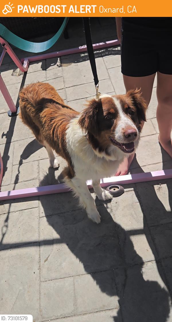 Found/Stray Female Dog last seen Fortuna Ln, Oxnard, Oxnard, CA 93033
