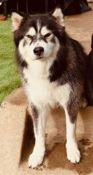 Reunited Male Dog last seen Clairemont Drive near Clairemont Square, San Diego, CA 92117