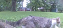 Found/Stray Unknown Cat last seen Tienken and Livernois, Rochester Hills, MI 48309