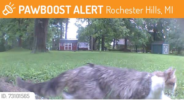 Found/Stray Unknown Cat last seen Tienken and Livernois, Rochester Hills, MI 48309