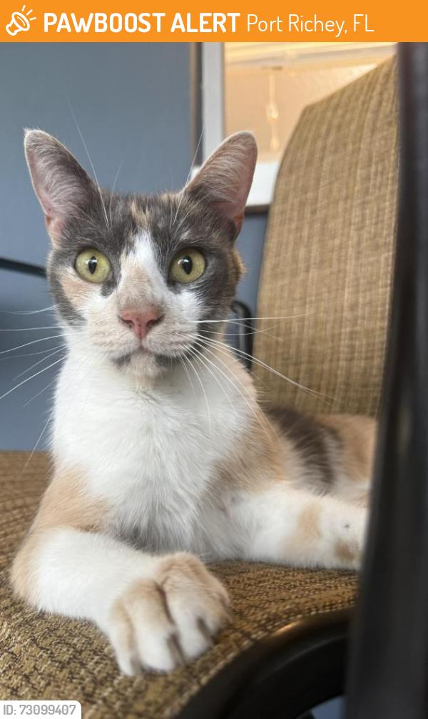 Found/Stray Female Cat last seen Raffia Drive and Hibiscus Drive,  Port Richey, FL, 34668, Port Richey, FL 34668