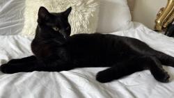 Lost Male Cat last seen Manor Drive, Aberdeen, Aberdeen City, Scotland 