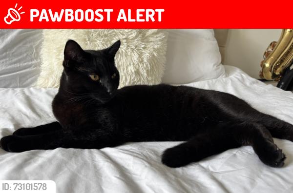 Lost Male Cat last seen Manor Drive, Aberdeen, Aberdeen City, Scotland 