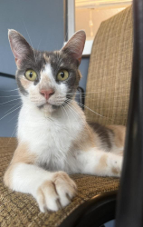 Found/Stray Female Cat last seen Raffia Drive and Hibiscus Drive,  Port Richey, FL, 34668, Port Richey, FL 34668