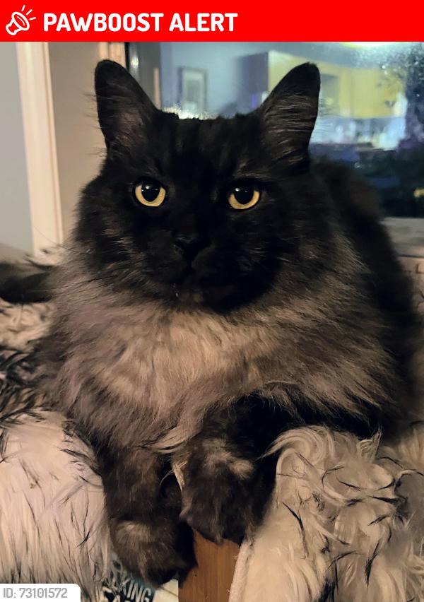 Lost Male Cat last seen Gossett rd, West Kelowna, BC V4T