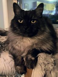 Lost Male Cat last seen Gossett rd, West Kelowna, BC V4T