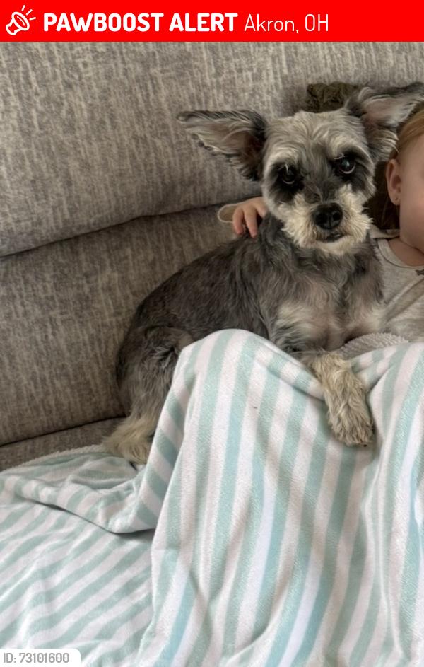 Lost Male Dog last seen E archwood Ave, Akron, OH 44301