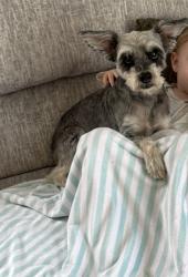 Lost Male Dog last seen E archwood Ave, Akron, OH 44301