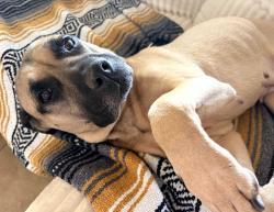 Lost Female Dog last seen Speedway and Rosemont, Tucson, AZ 85712